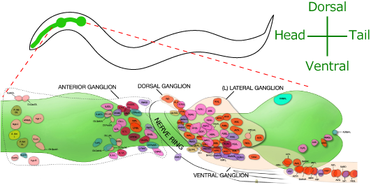 Observation of the whole nervous system|IINO Laboratory